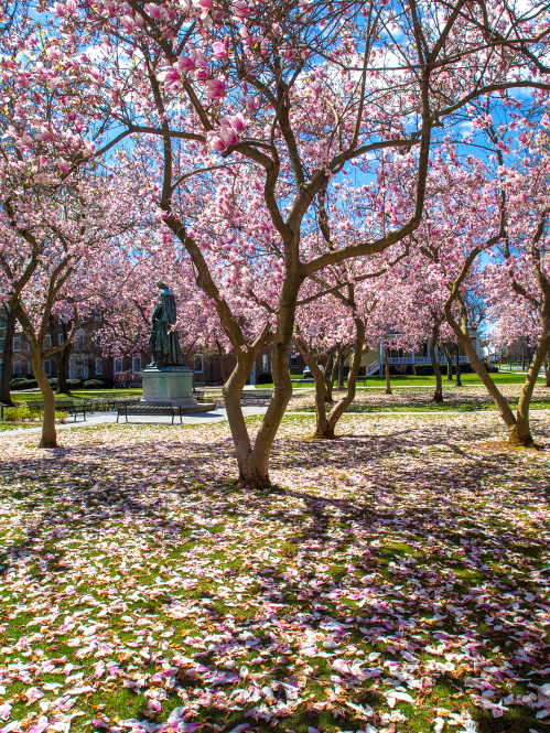 Magnolia trees in bloom surround Willie the Silent on Voorhees Mall