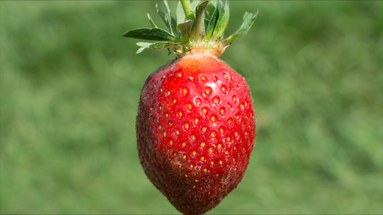 Rutgers strawberry